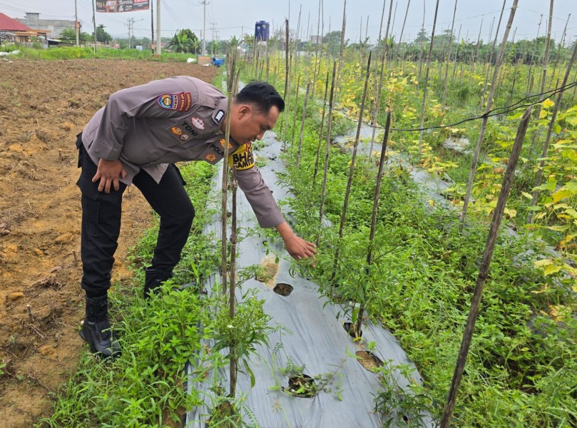 Sinergi Polri dan Petani di Seberida: Tanam Cabai di Pekarangan untuk Ketahanan Pangan