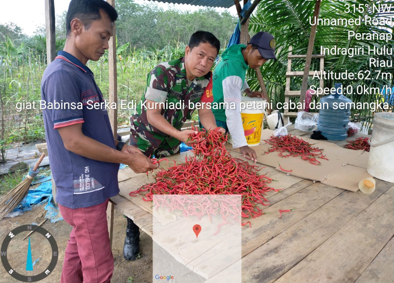 Sela-sela Kesibukan TNI Berpangkat Sersan Kepala Bantu Petani Panen Cabe