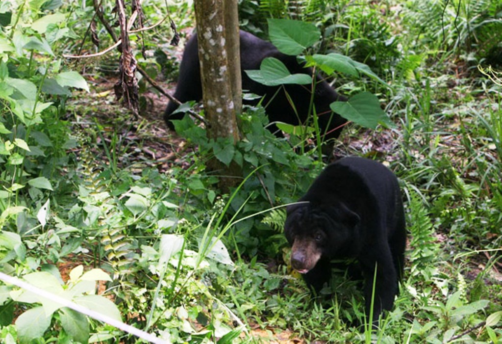 BBKSDA Berupaya Tangkap Beruang yang Serang Warga di Inhil, Ayam Dijadikan Umpan