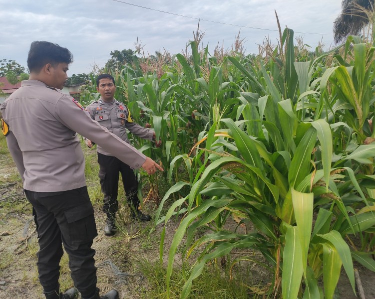 Bhabinkamtibmas Desa Danau Rambai dan Penyaguan, Cek Pertumbuhan Jagung Pipil