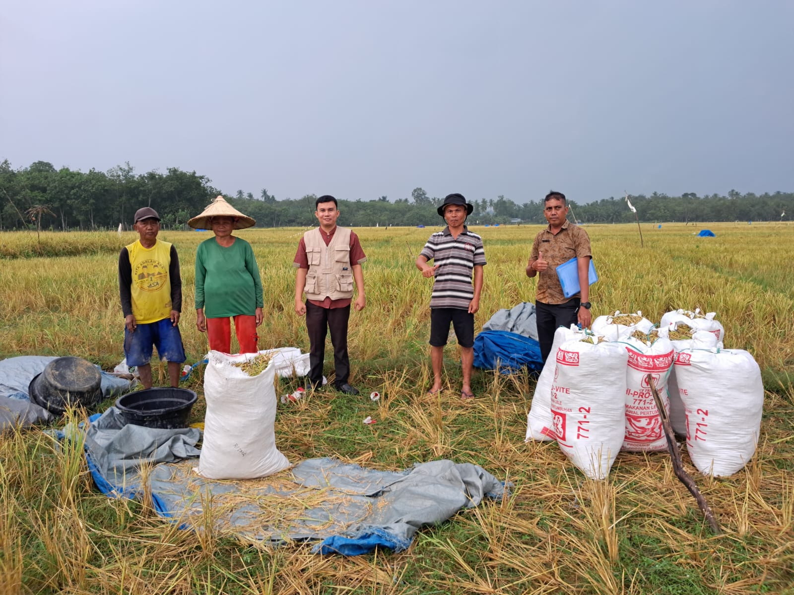 Persembahan Buat HUT Kuansing ke 23 Petani Tanjung Simandolak Gelar  Panen Raya