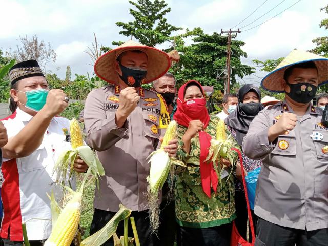 Panen Jagung dan Sayur, Kapolresta Cicipi Jagung Bakar di Kampung Tangguh Damai Langgeng