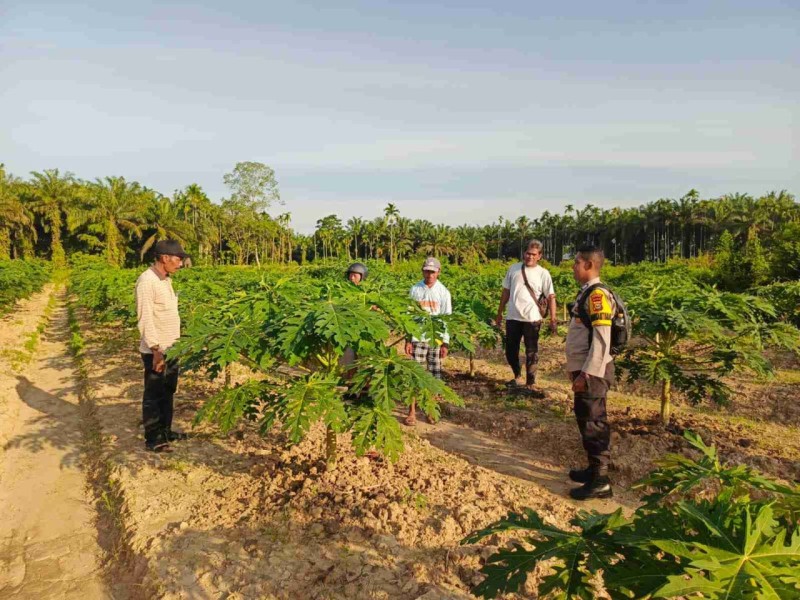 Kades Legimin dan Warga Kuantan Babu Tanam Jagung Hingga Pepaya dengan Swadaya