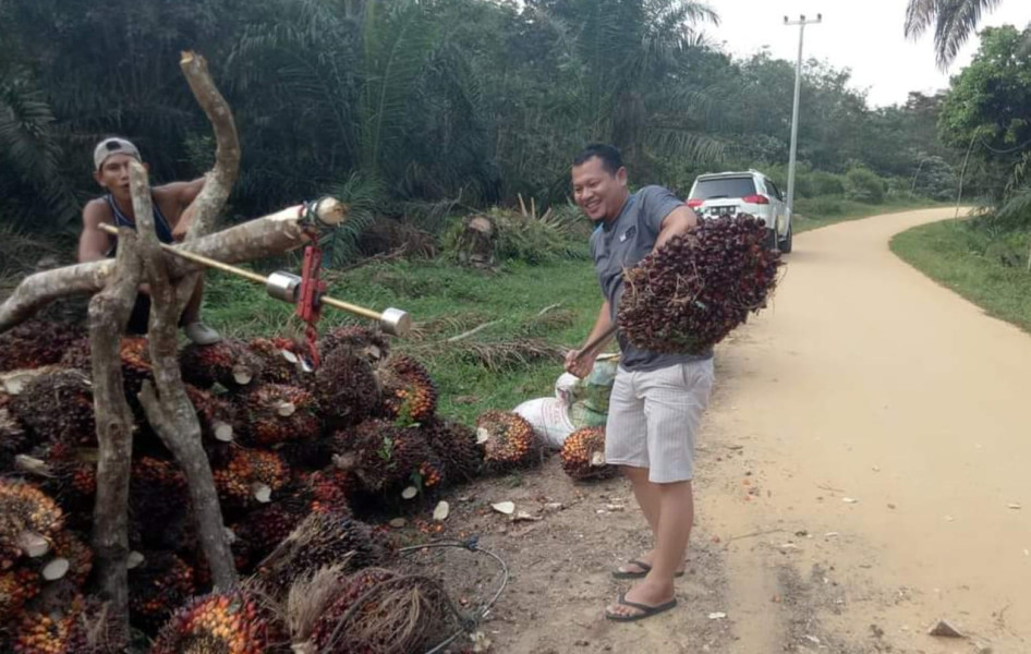 Alhamdulillah, Periode 19 – 25 Juni 2024 Harga Kelapa Sawit Mitra Plasma Riau Naik