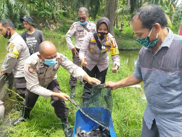 Panen Perdana, Program Jaga Kampung Polsek Bukit Kapur Bagikan Ikan ke Masyarakat