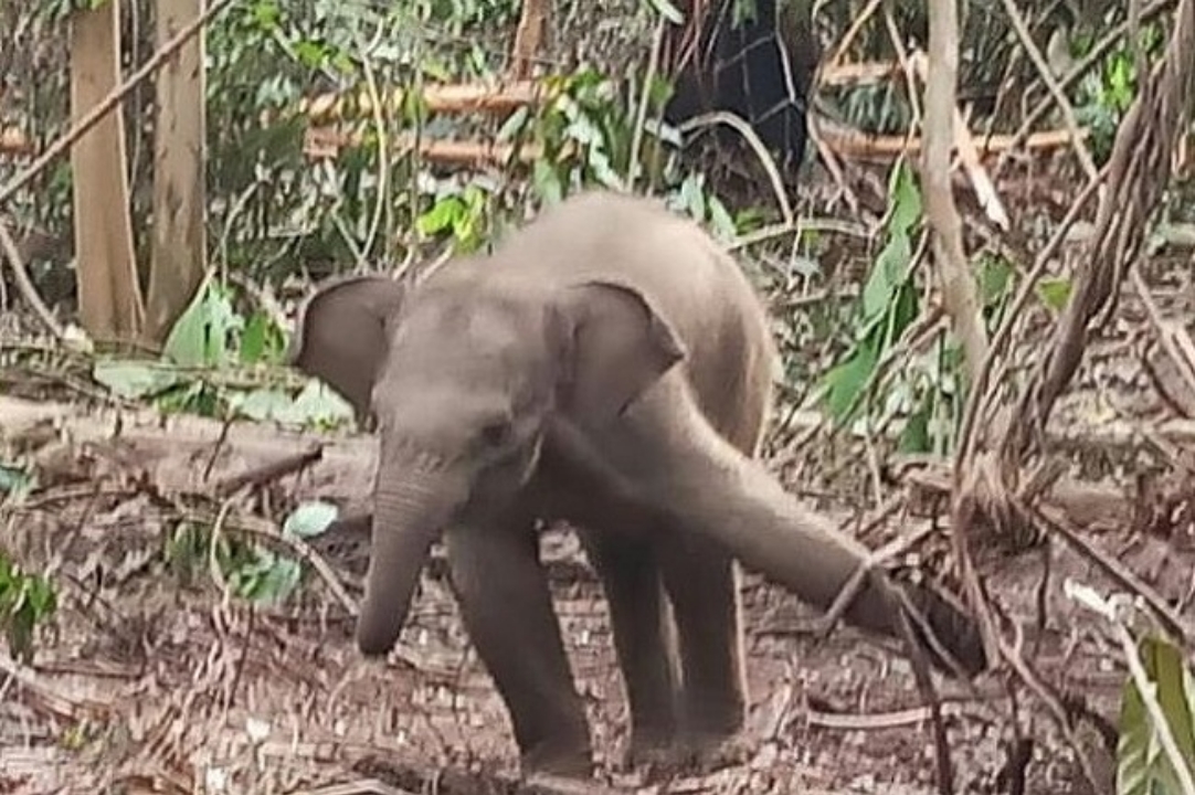 Wow... Bayi Gajah Terjerat di Konsesi PT RPI Inhu