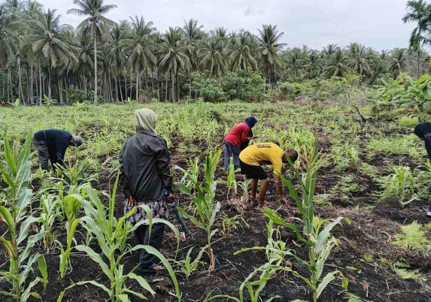 Aipda Adi Anwar, Bhabinkamtibmas Desa Tanjung Raja Pantau Perkembangan Tanaman Jagung di Desa Tanjung Raja