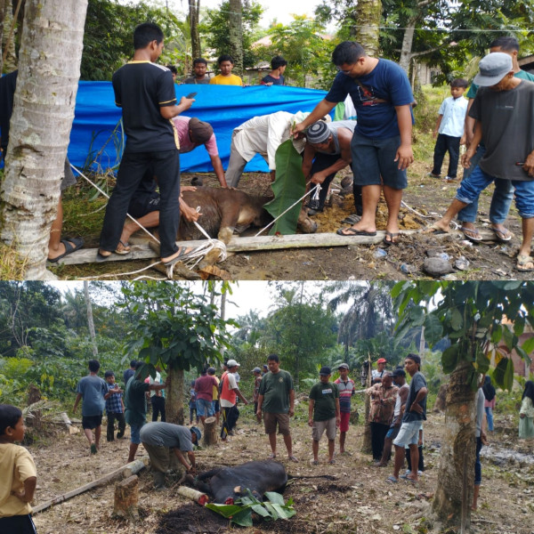 Di Masjid LDII Kecamatan Seberida Sembelih 11 Ekor Sapi dan 1 Kambing