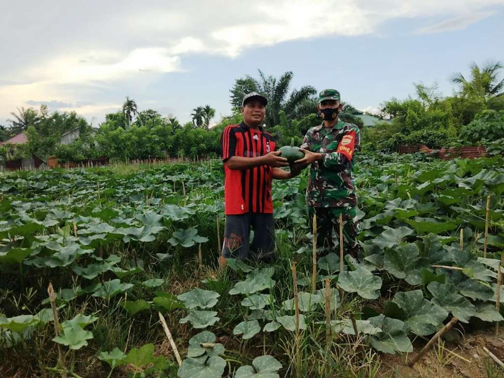 Babinsa Koramil 01/Rengat Bantu Petani Panen Labu di Desa Barangan