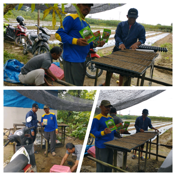 Dukung Program Ketahanan Pangan, Mantan Kades Ini Buat Pembibitan Cabai Dengan Metode Tray Semai