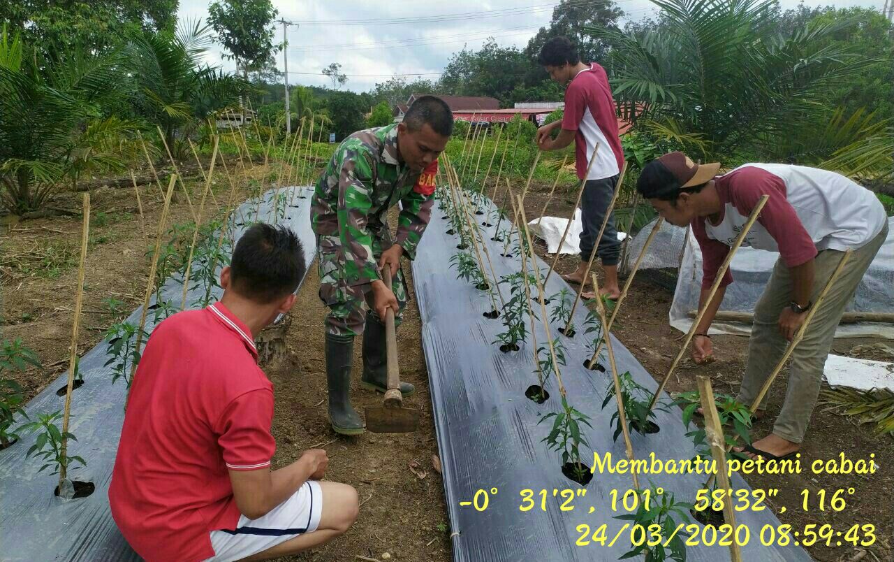 Jumpai Petani Serda Wahyu Sumbangkan Tenaga Bersihkan Lahan Cabe 0,5 Hektar