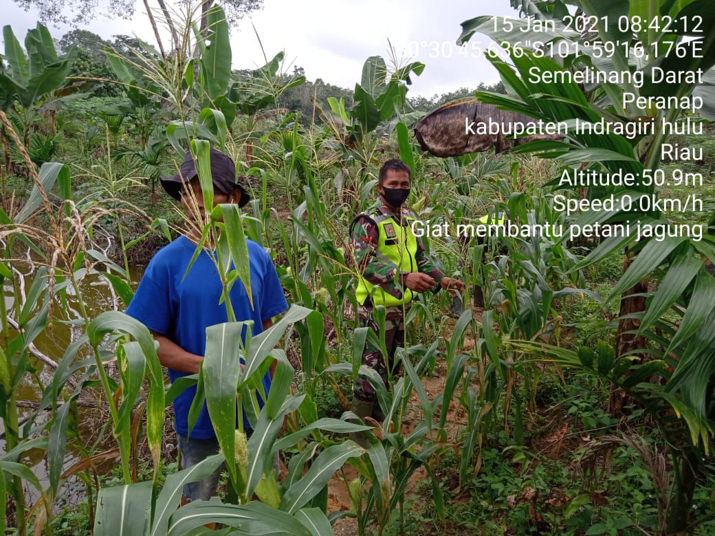 Motivasi  Petani Bercocok Tanam, Kopda Riswan Manurung Bantu Bersihkan Lahan