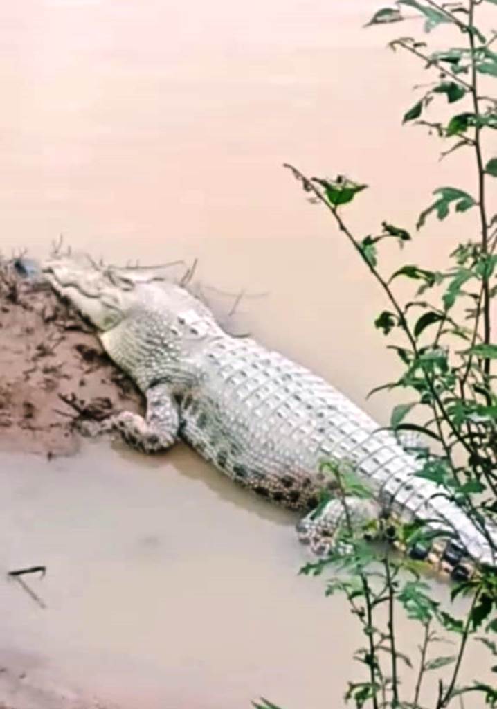 Buaya Muncul di Sungai Indragiri Desa Rantau Bakung Jadi Tontonan Warga, Tonton Videonya!