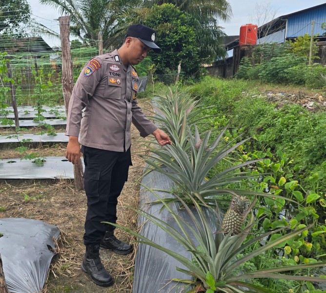 Polsek Seberida Gerakkan Budidaya Nanas di Pekarangan, Perkuat Ketahanan Pangan Desa Petala Bumi