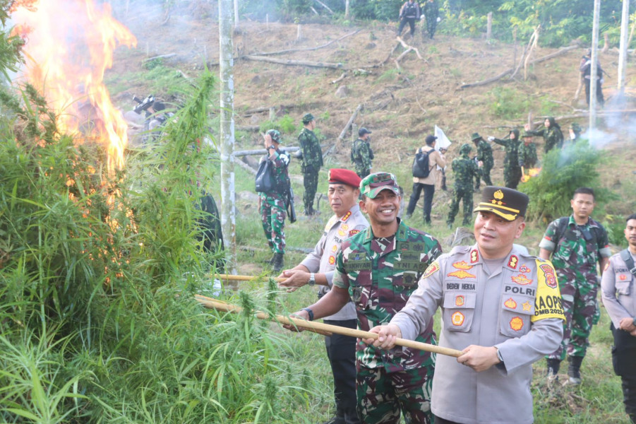 22.864 Batang Tanaman Ganja di Perbukitan Sawang Aceh Utara dimusnahkan