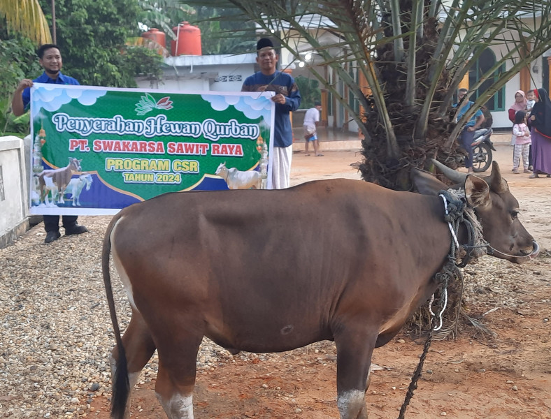 Kembali PT SSR Salurkan Hewan Qurban Sebanyak 4 Ekor Sapi