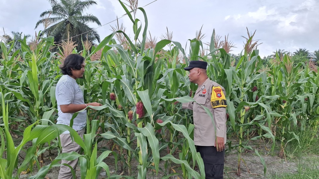 Tanaman Jagung Mulai Terdampak Cuaca Panas, Polisi Lakukan Pengecekan