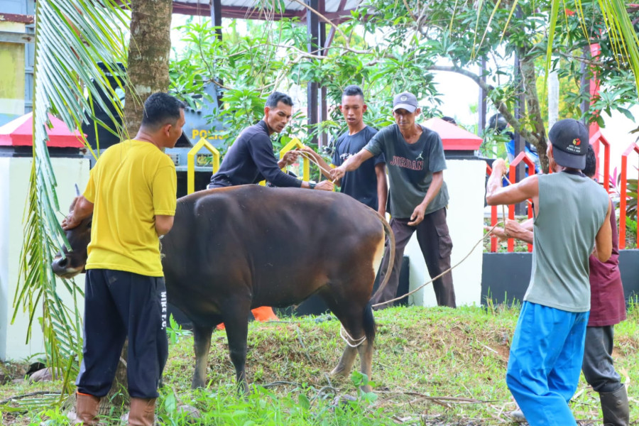 Tingkatkan Ukhuwah Islamiah Polres Natuna Qurban 6 Ekor Sapi