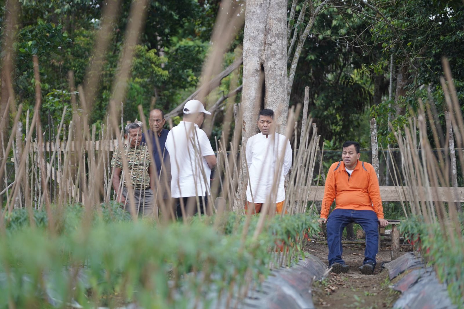 PLT Bupati Dorong Masyarakat Kembangkan Budidaya Tanaman Cabe  Didesa Seberang Cengar