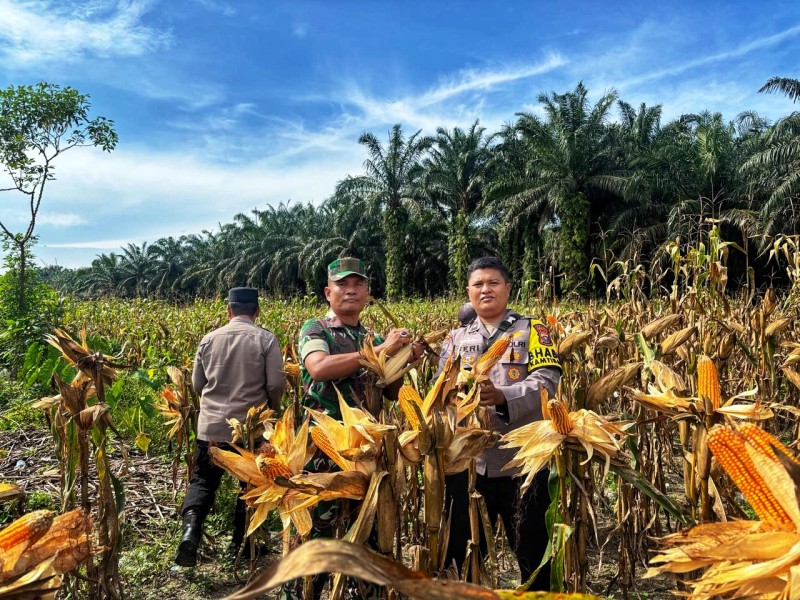 Panen Raya Jagung Pipil di Desa Sumber Datar, Polres Kuantan Singingi Perkuat Ketahanan Pangan Nasional.