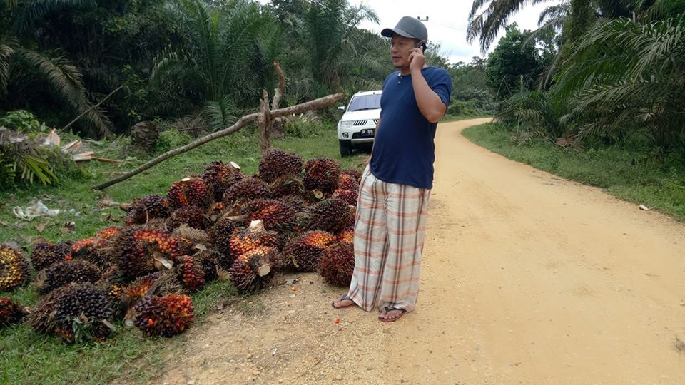 Periode 5-11 Agustus, Harga Sawit di Riau Mengalami Kenaikan