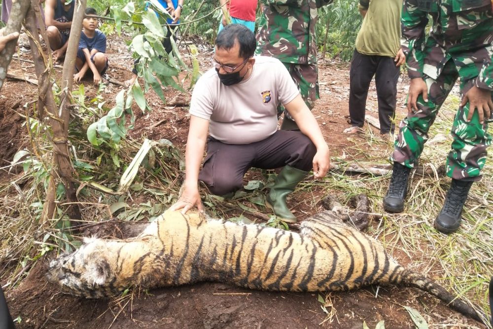 Kasihan, Harimau Sumatera Ditemukan Terjerat Mati di Bengkalis