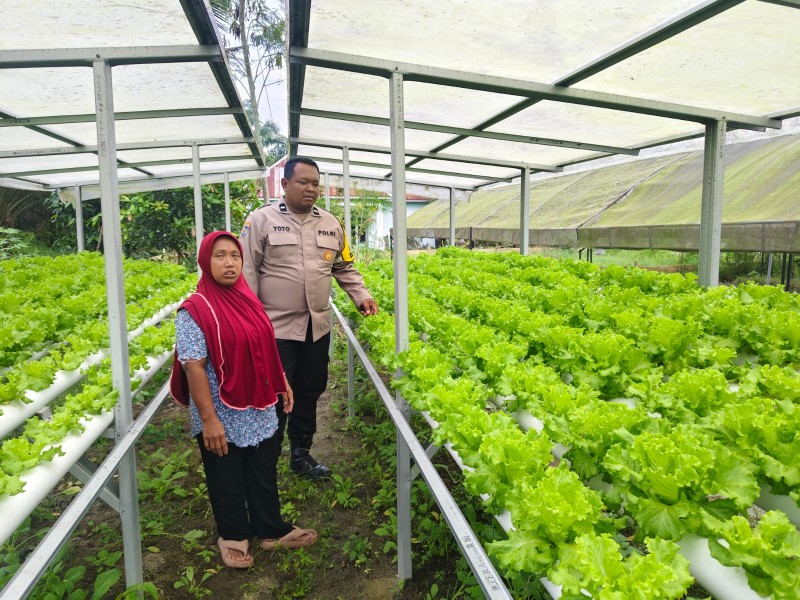 Bhabinkamtibmas Kelurahan Pangkalan Kasai Aktif Dorong Ketahanan Pangan Lewat Budidaya Selada