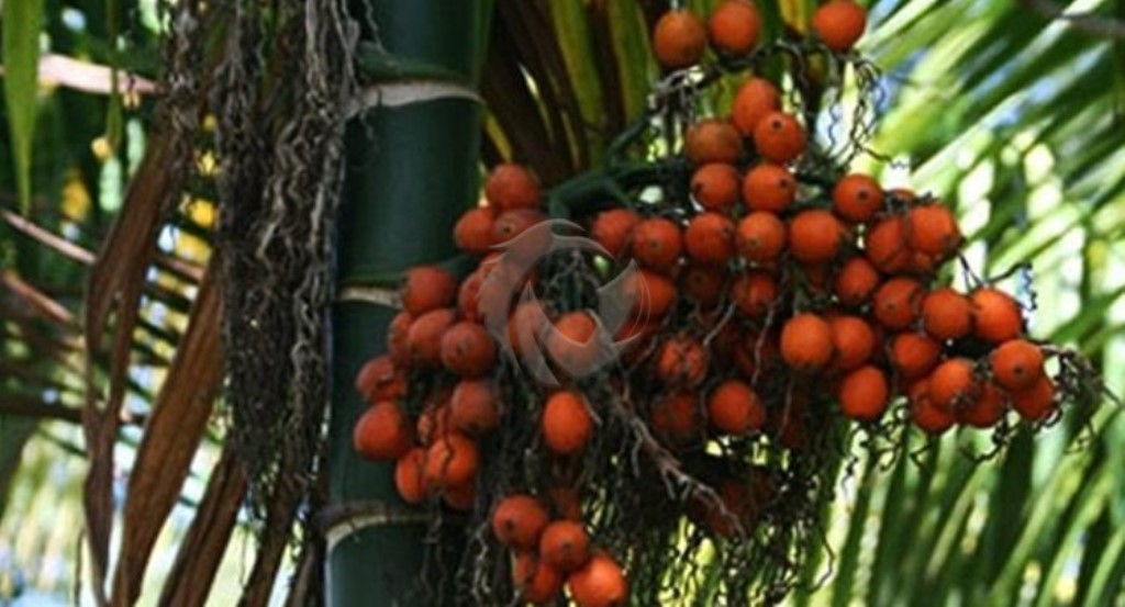 Minggu Ini Harga Pinang Kering di Riau Rp11.419 per Kg