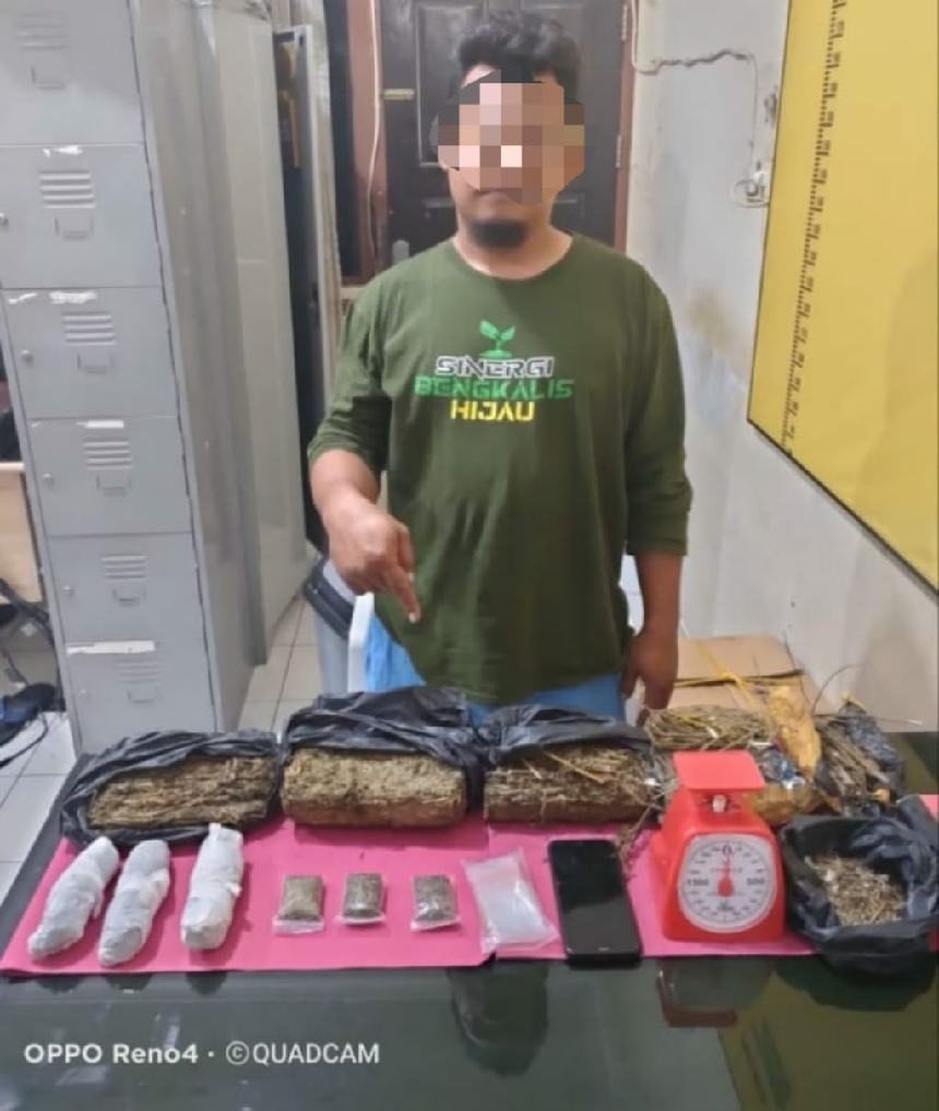 Pengembangan Kasus, Dalam Hitungan Jam Resnarkoba Polres Kampar Tangkap Pengedar Daun Ganja