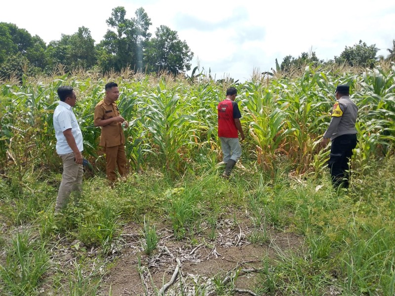 Sinergi Bhabinkamtibmas Polsek Kateman dan Pemerihtah Desa Pantau Kesiapan Panen Jagung Ketahanan Pangan Air Tawar