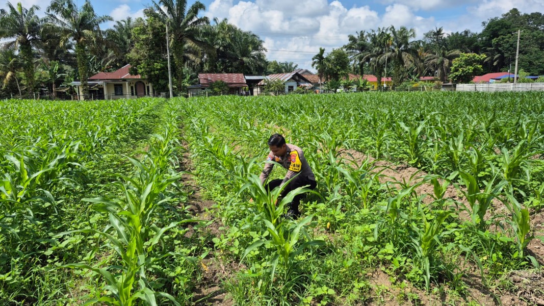 Polsek Logas Tanah Darat Lakukan Pengecekan Tanaman Jagung di Desa Sukaraja Dukung Swasembada Pangan 2026