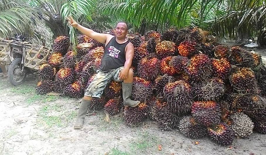 Periode 9-15 Februari 2022, Harga Sawit di Riau pada Kelompok Umur 10-20 Tahun Menurun