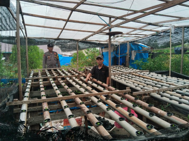 Dukung Program Asta Cita, Bhabinkamtibmas Sungai Simbar Monitoring Penanaman Sawi untuk Ketahanan Pangan