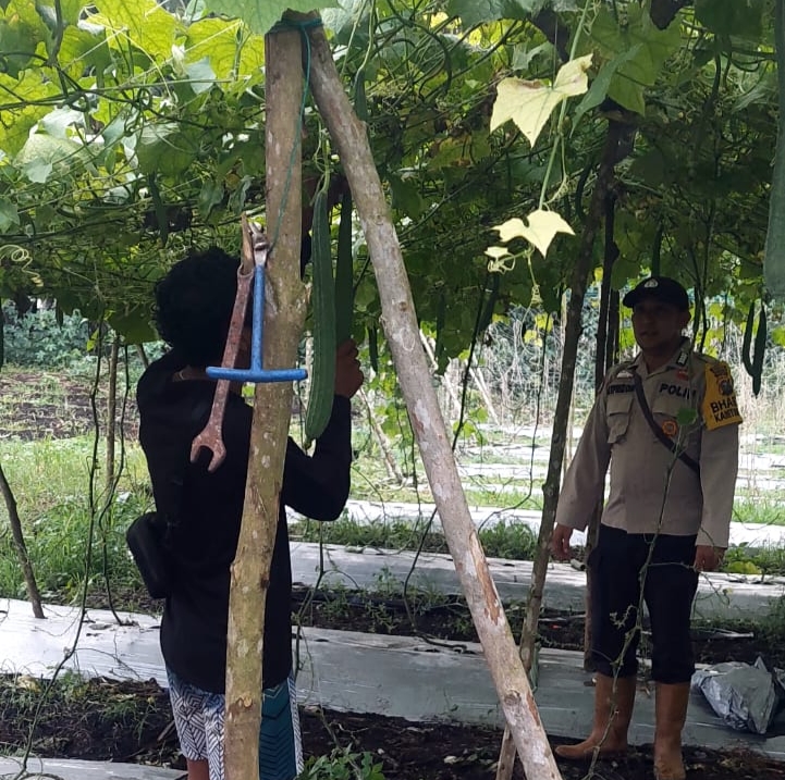 Bhabinkamtibmas Teluk Belengkong Sambangi Warga Tanam Gambas, Perkuat Program Ketahanan Pangan Nasional