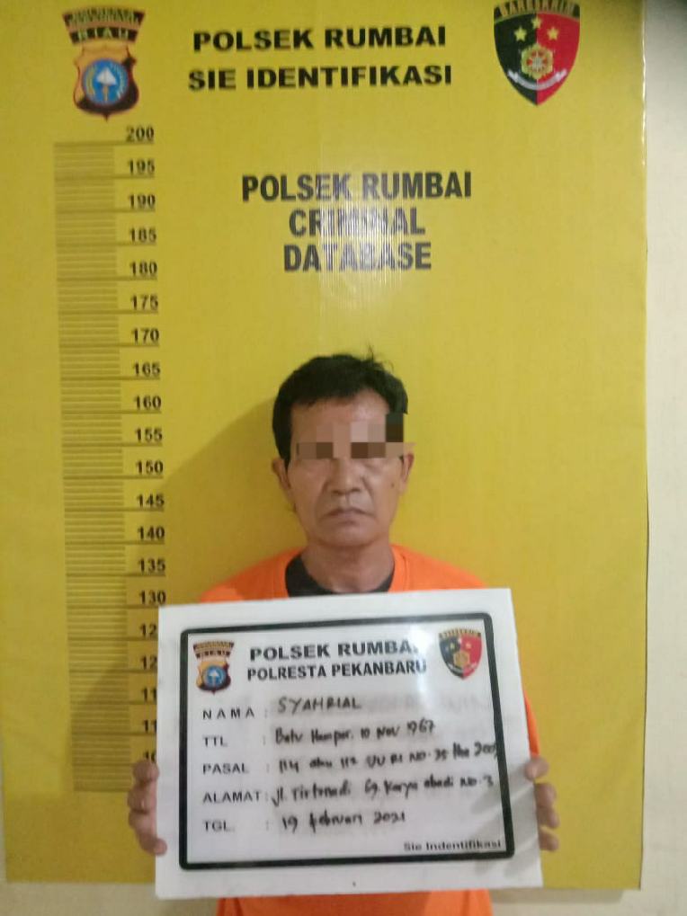 Reskrim Polsek Rumbai Tangkap Tersangka Pengedar Narkotika Dalam Pondok Kolam Ikan