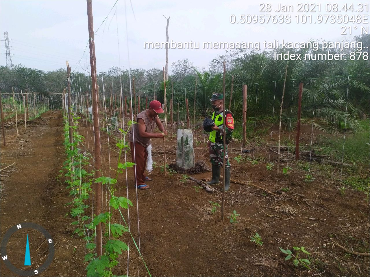 Komsos Bersama Petani, Sertu Wahyu Liquisa Membantu Petani Rawat Kacang Panjang