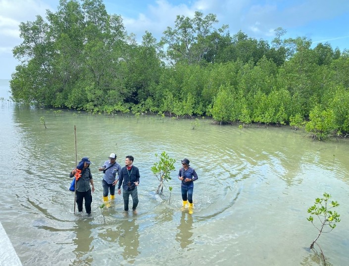 Mangrove Lebat Baik untuk Berkembang Biaknya Kepiting Bakau