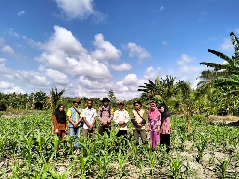 Bhabinkamtibmas Desa Sungai Teritip Cek Pertumbuhan Jagung, Hasil Tumbuh Merata