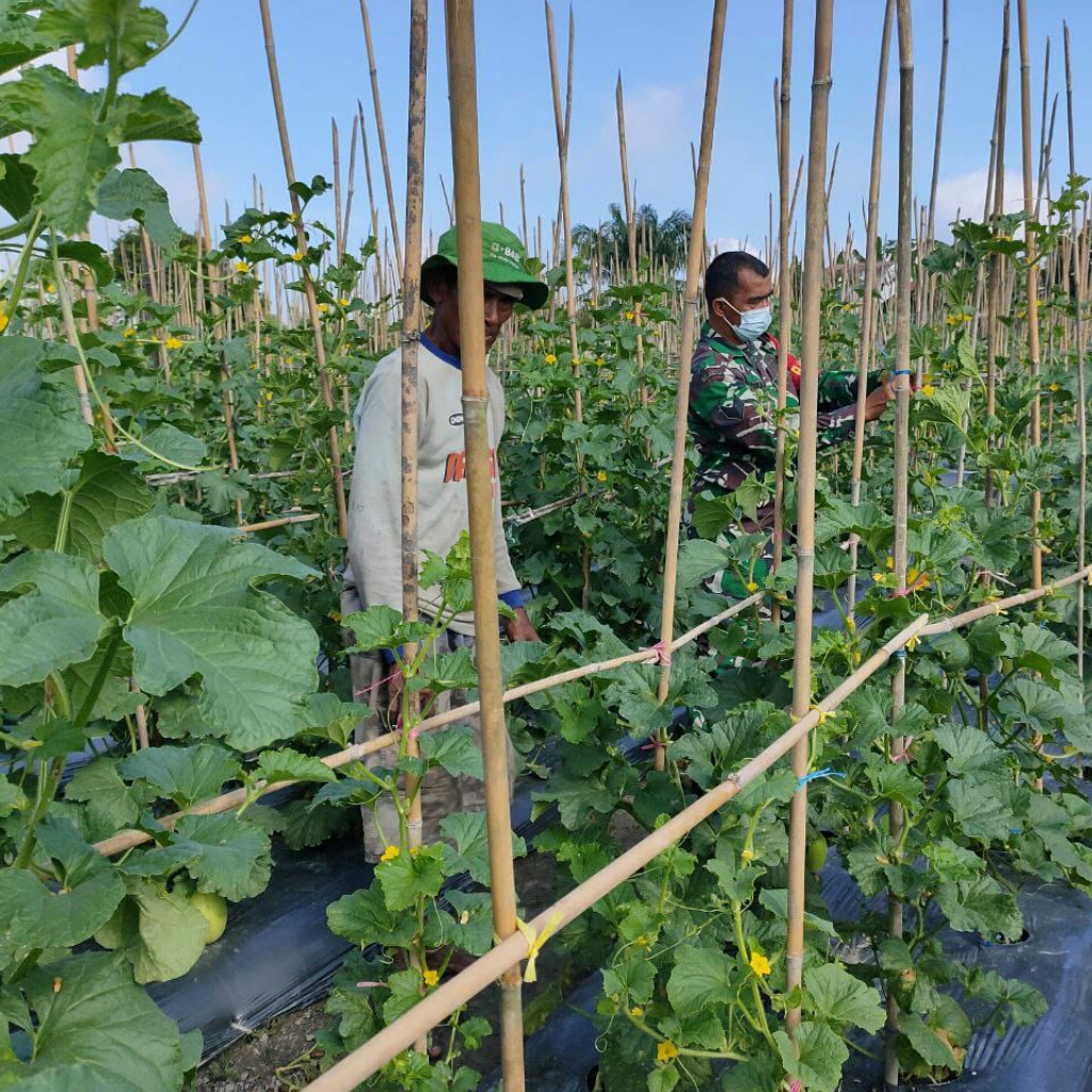 Serma Zulfimar Melakukan Pembinaan Pada Petani Melon