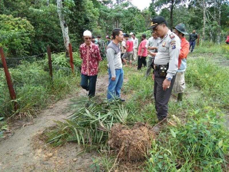 Warga Cerenti Resah, Empat Gajah Berkeliaran Dekat Perkampungan