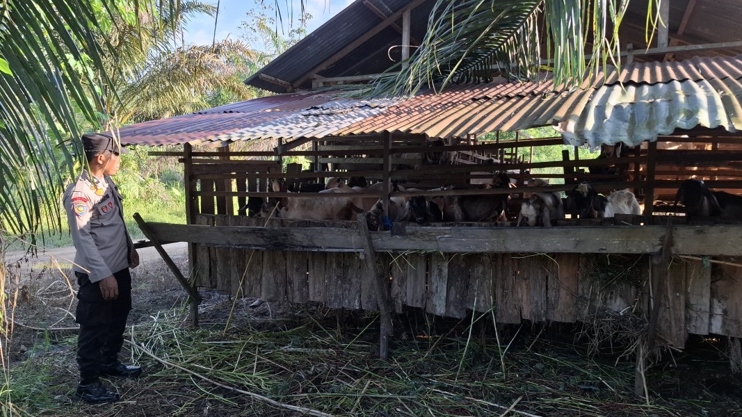 Polsek Batang Gansal Tinjau Peternakan Kambing 25 Ekor di Pekarangan Pangan Bergizi Desa Seberida