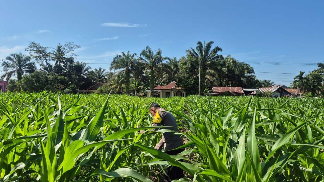 Polisi Cinta Petani, Bhabinkamtibmas Polsek LTD Cek Perkembangan Jagung Pipil di Desa Sukaraja.