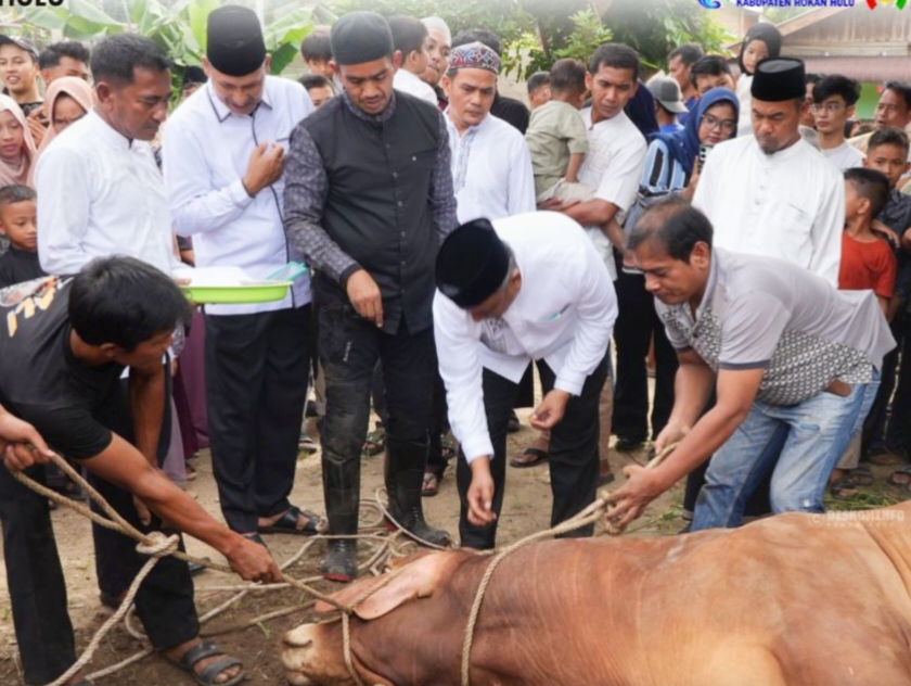Bupati Anton dan Jajaran Pemkab Rohul Turun Langsung, Pastikan Berkah 81 Sapi Qurban Mengalir ke Masyarakat