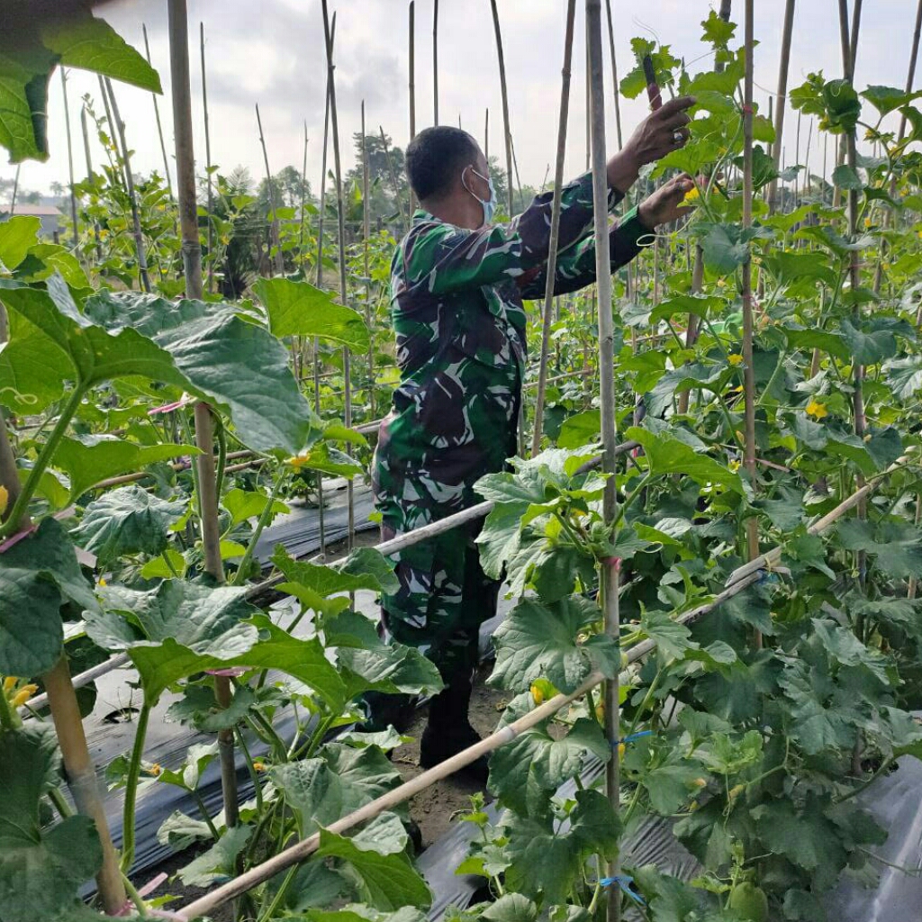 Serma Zulfimar Lakukan Komsos dan Pendampingan Kepada Petani Tanaman Melon