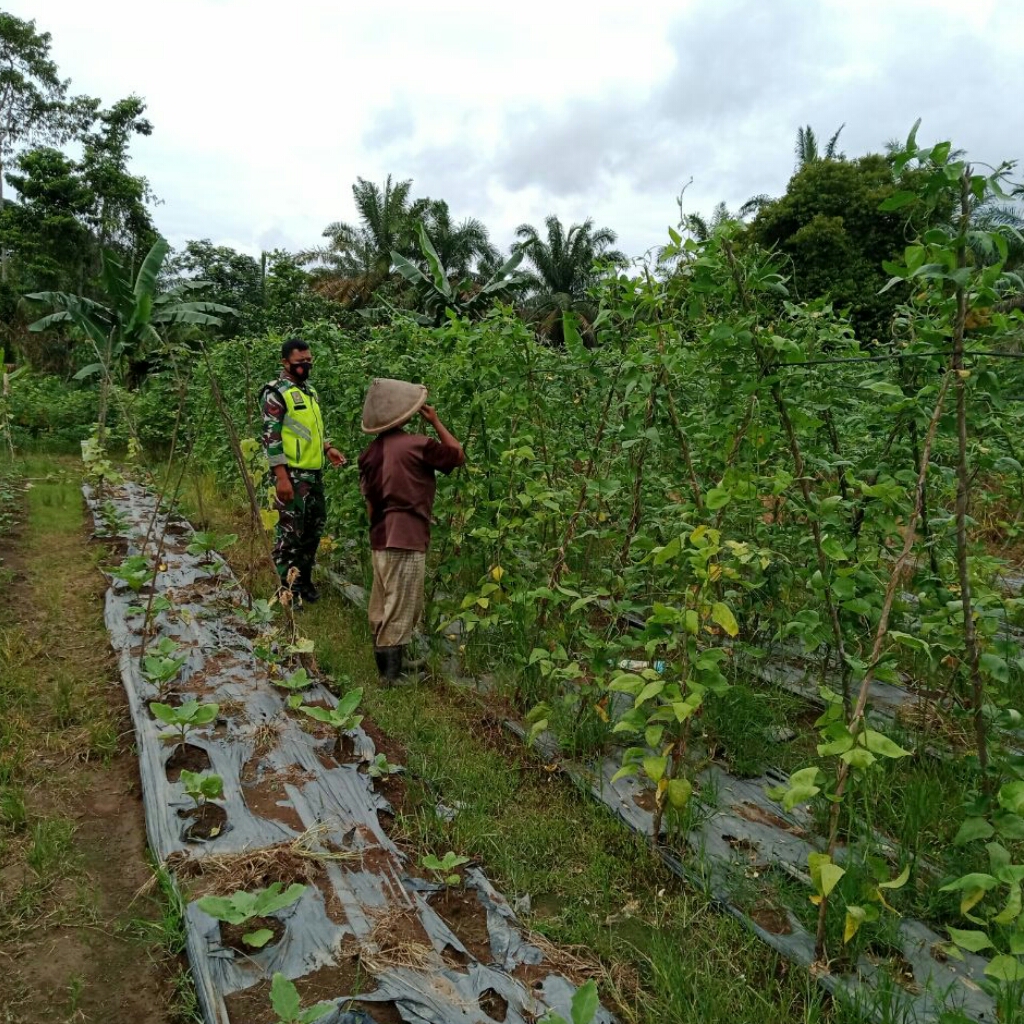 Kopda Wawan Bantu Petani dalam Perawatan Tanaman Kacang Panjang
