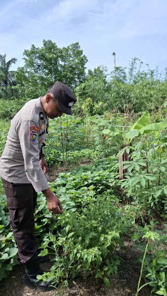 Polsek Batang Gansal Tinjau Pekarangan Bergizi di Desa Seberida, Pantau Perkembangan Tanaman Cabai Warga