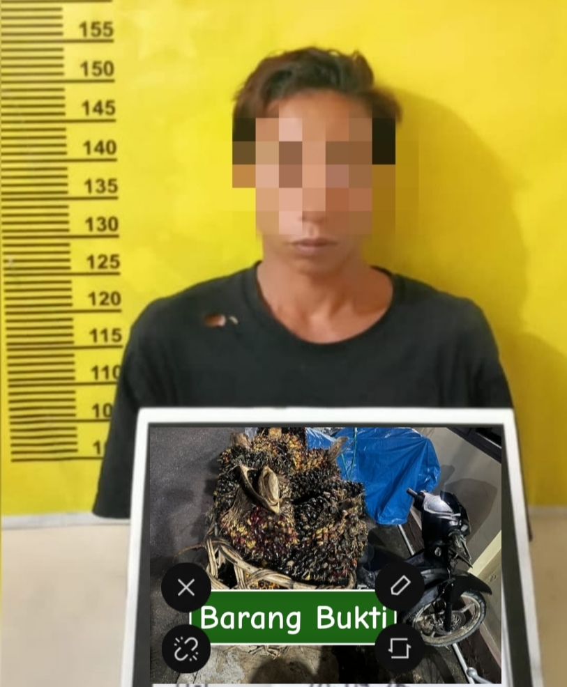 Pencuri Sawit Tertangkap di Seberida, 9 Tandan Buah Diamankan Polisi