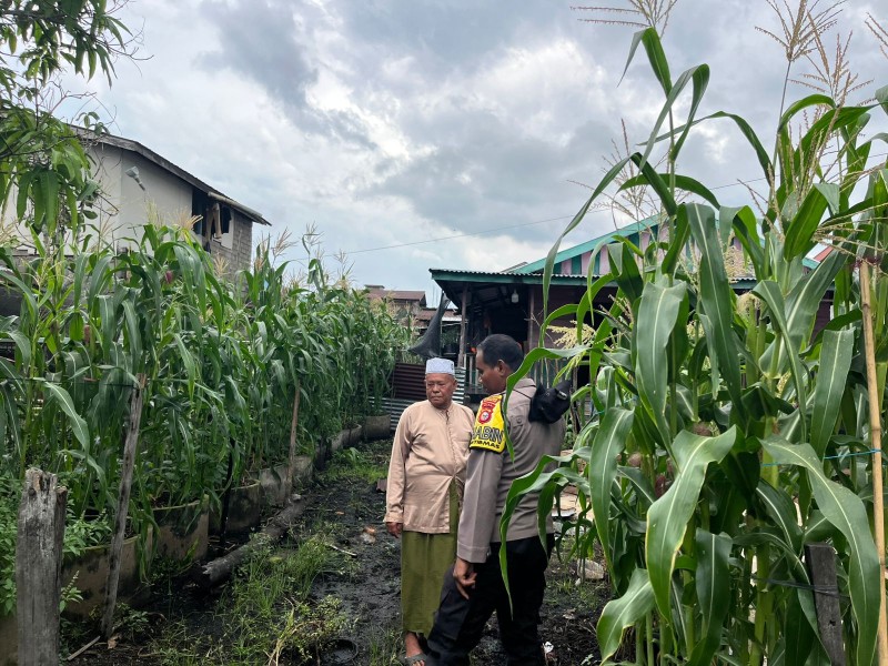 'Polisi Cinta Petani', Bhabinkamtibmas Tagaraja Monitoring Tanaman Jagung Dukung Swasembada Pangan
