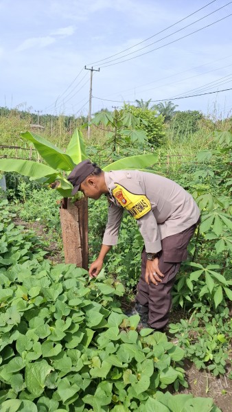 Kapolsek Batang Gansal Pantau Langsung Ketahanan Pangan Pekarangan Warga Inhu