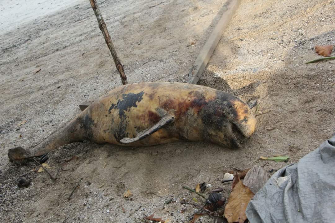 Seekor Lumba-lumba Ditemukan Warga Terdampar di Pantai Solop